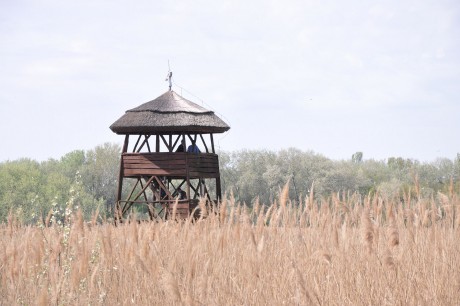 Fél év szünet után újraindultak az ökotúrák a Sóstó Természetvédelmi Területen